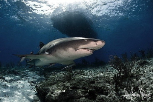 Can't get past those Lemon Sharks at Tiger Beach - Bahamas by Steven Anderson 